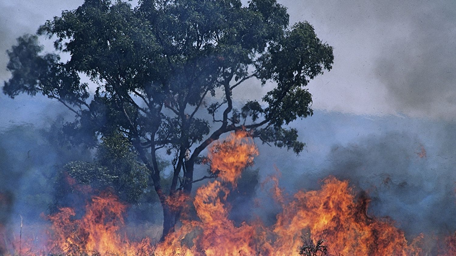 SGS Economics and Planning Australian bush fire